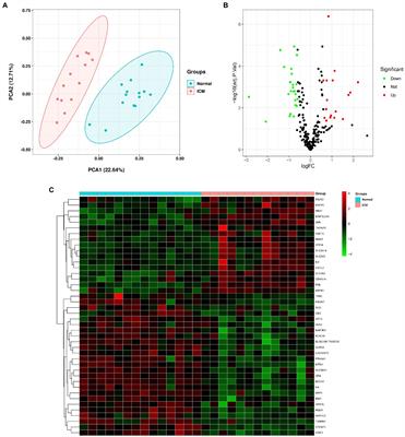 Identification and validation of ferroptosis-related genes and immune infiltration in ischemic cardiomyopathy